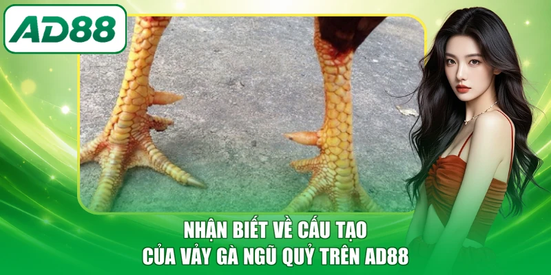 Nhận biết về cấu tạo của vảy gà ngũ quỷ trên AD88